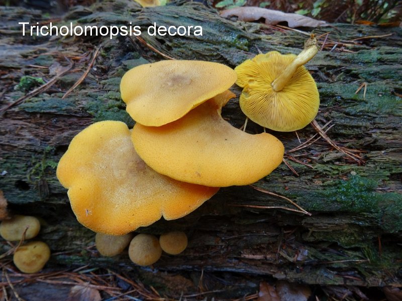 Tricholomopsis decora-amf1865.jpg - Tricholomopsis decora ; Syn1: Tricholoma rutilans var.decorum ; Syn2: Tricholoma decorum ; Non français: Tricholome décoré